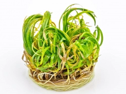 Japanisches Fadenkraut - Blyxa japonica in vitro